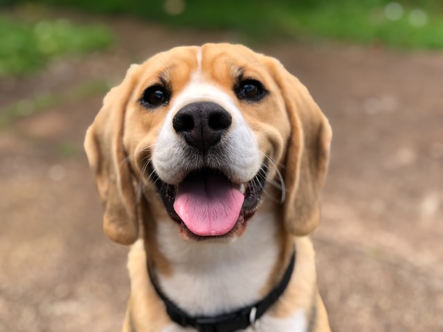 happy dog in south Austin park
